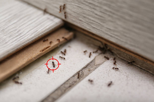 Best Commercial Pest Control Services  in Walcott, IA