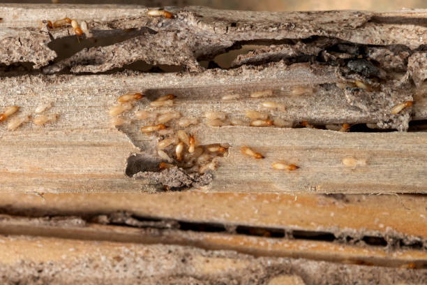 Best Local Pest Control Services  in Walcott, IA