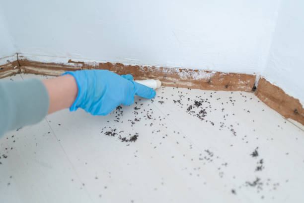 Best Pest Control Near Me  in Walcott, IA